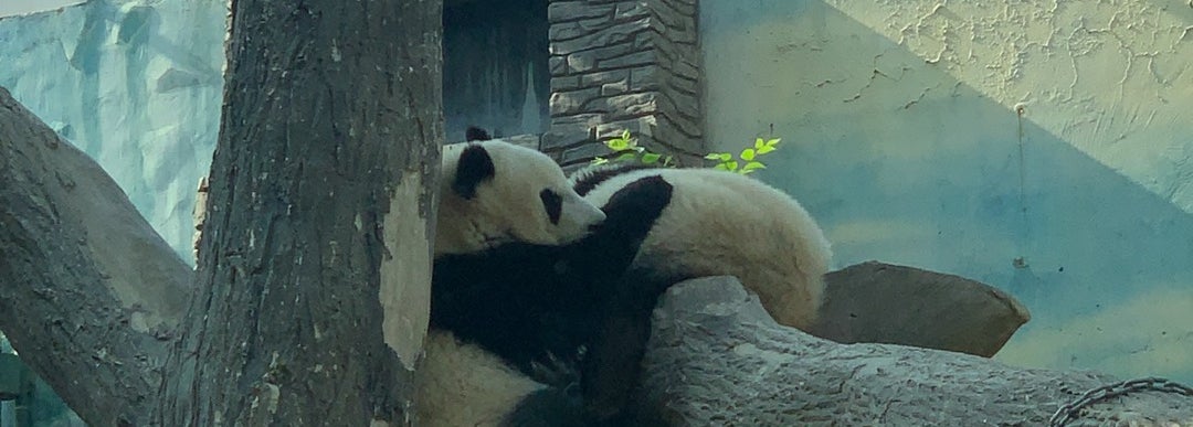 北京动物园熊猫馆 panda pavilion of beijing zoo