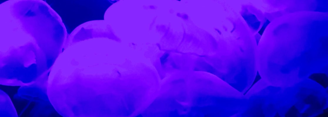 flashlight fish,flashlight love the jellyfish was warned that can't use flashlight for