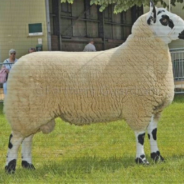 Шароле порода овец фото