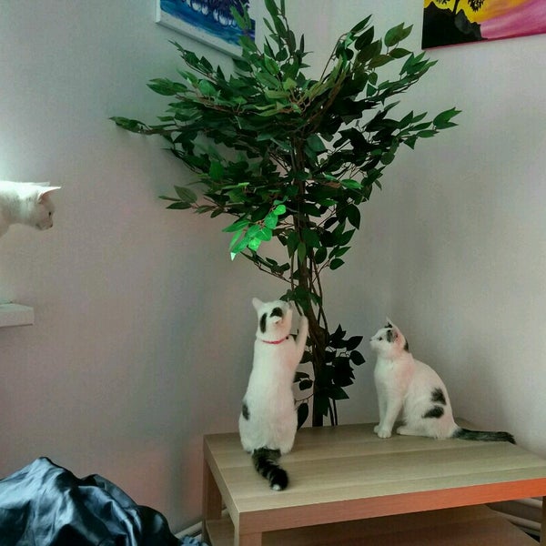 Магазин Кошка Пермь