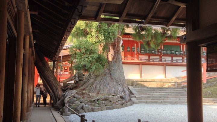 Honsha Usugi (Millenary cedar)