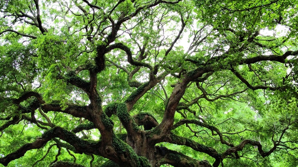Angel Oak Tree