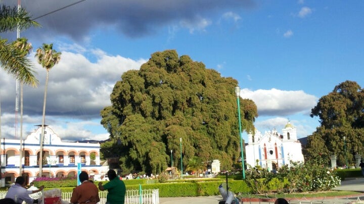 Árbol del Tule
