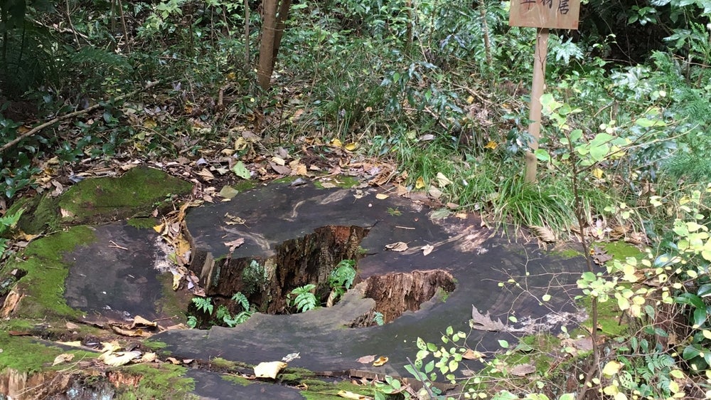 鹿島神宮大鳥居 笠木御用材