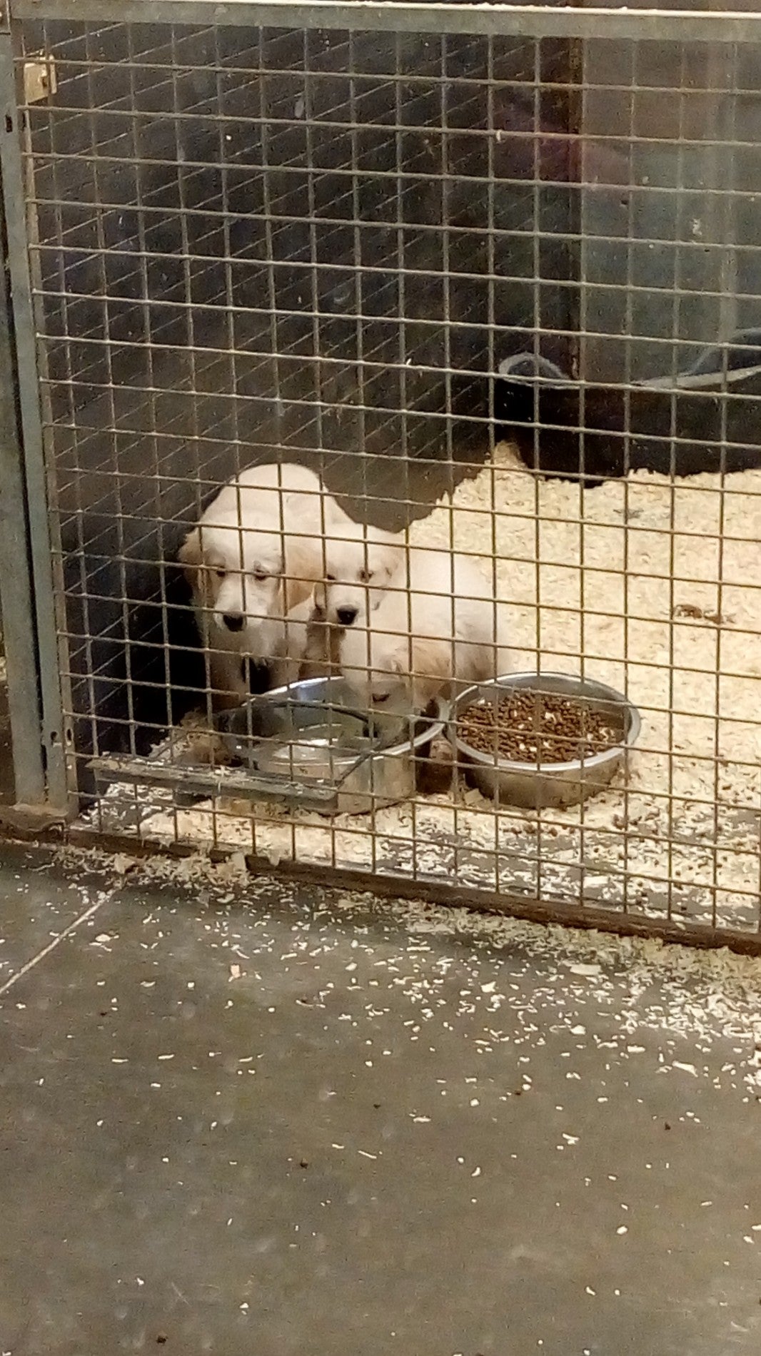 pet-store