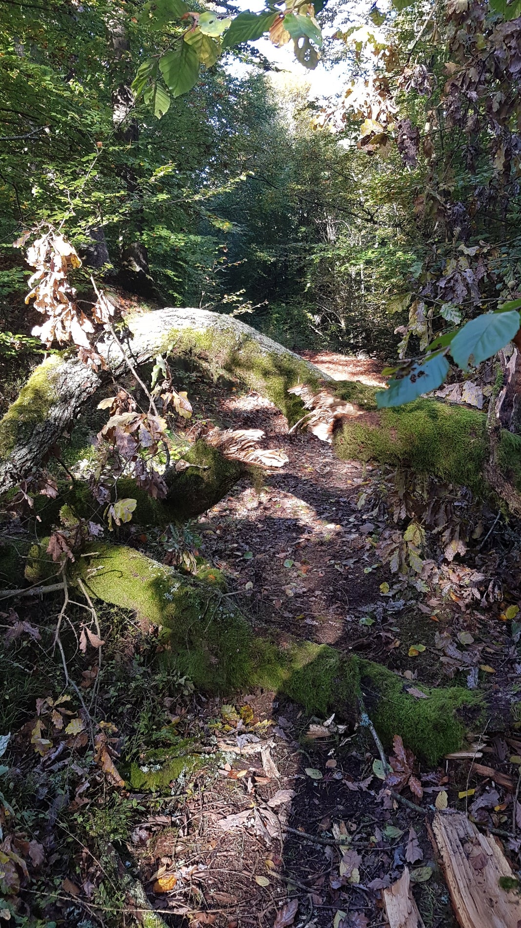 mountain