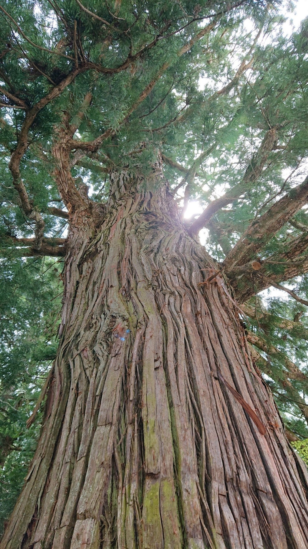 tree