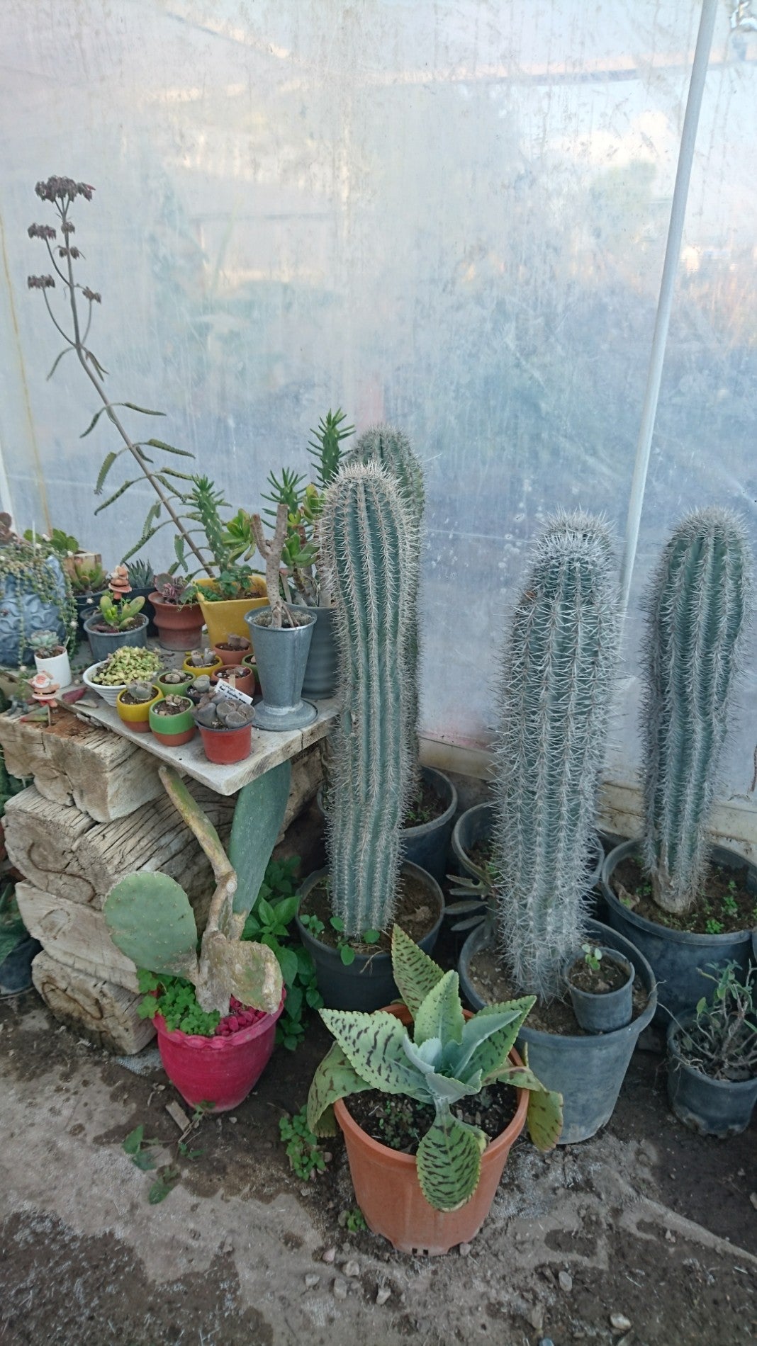 flower-shop
