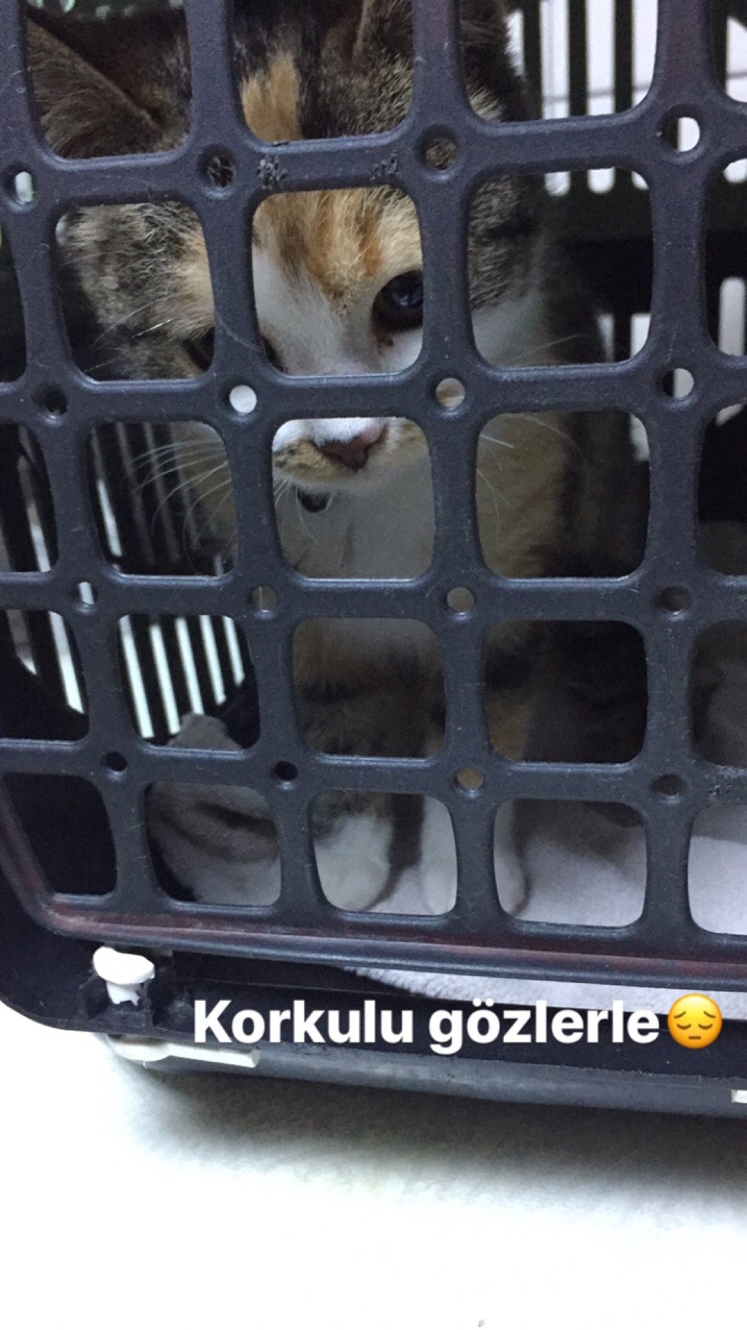 veterinarian