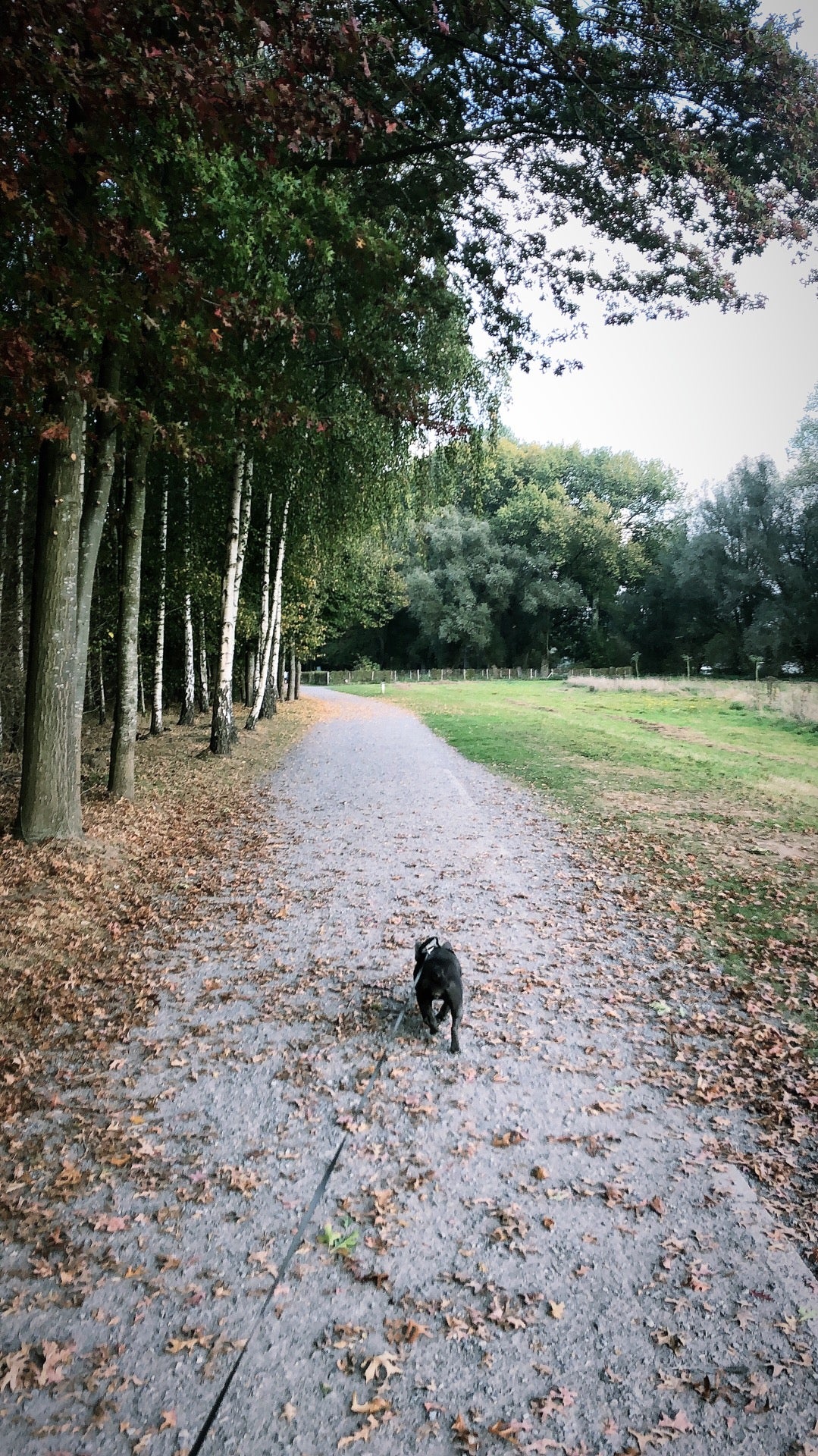 dog-run