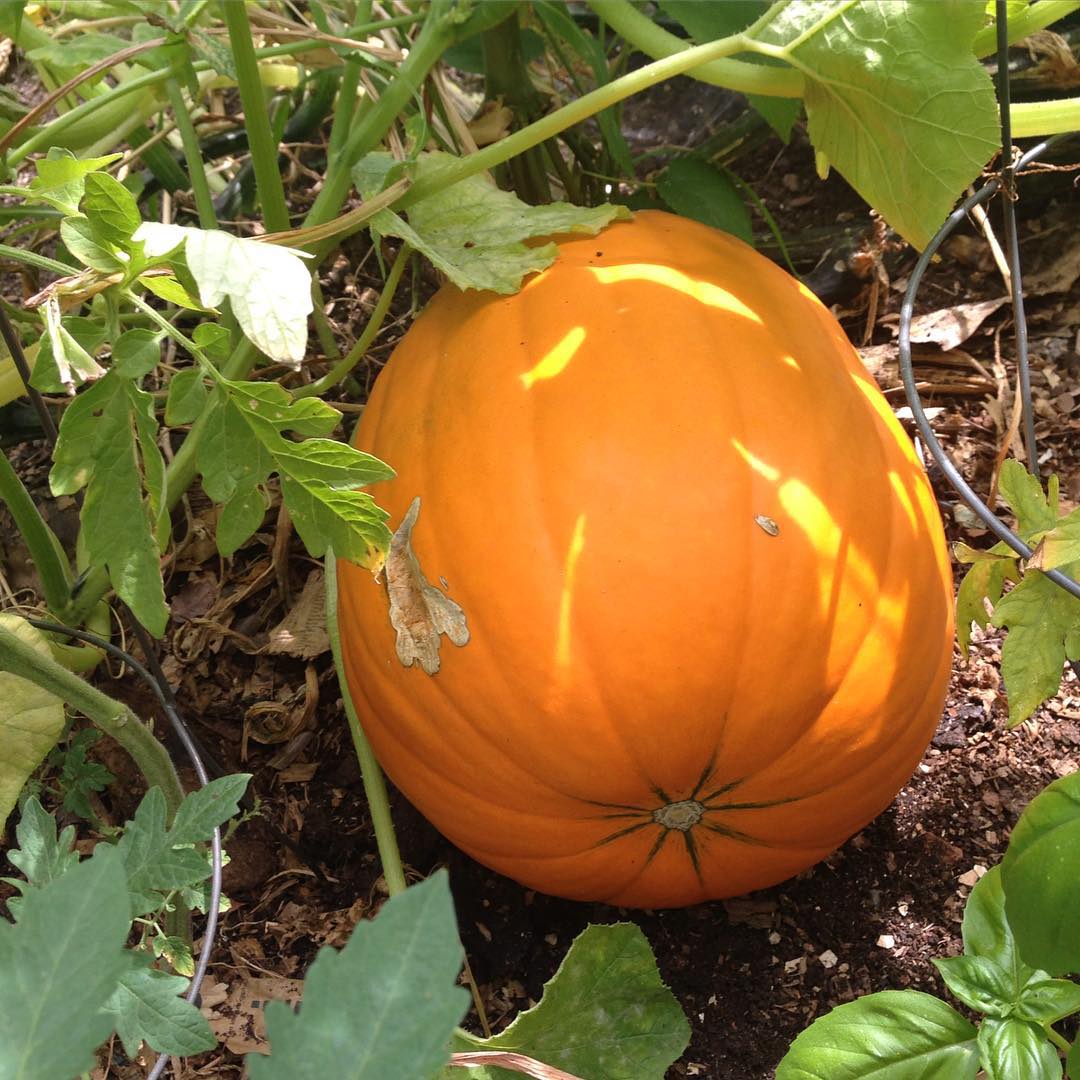 photo of 6/15 Green Community Garden
