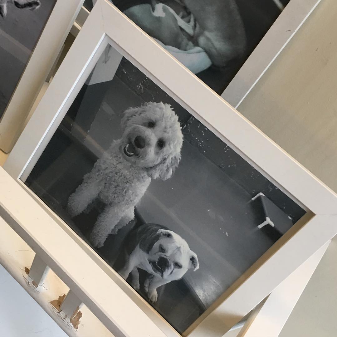 pet-service