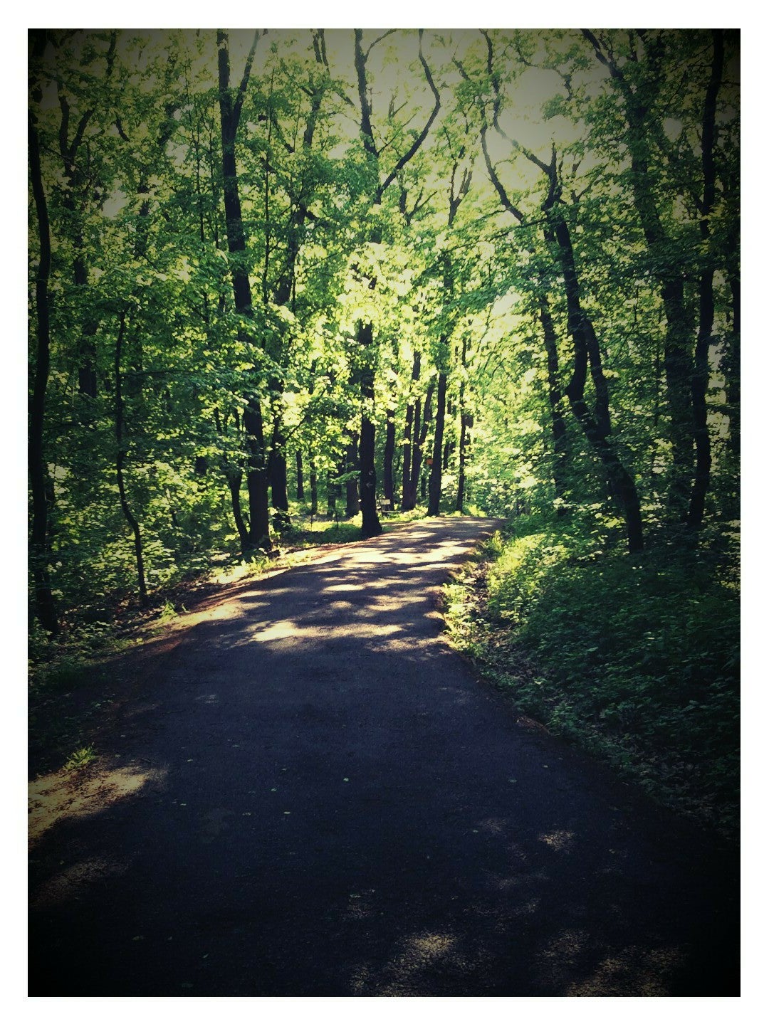 forest