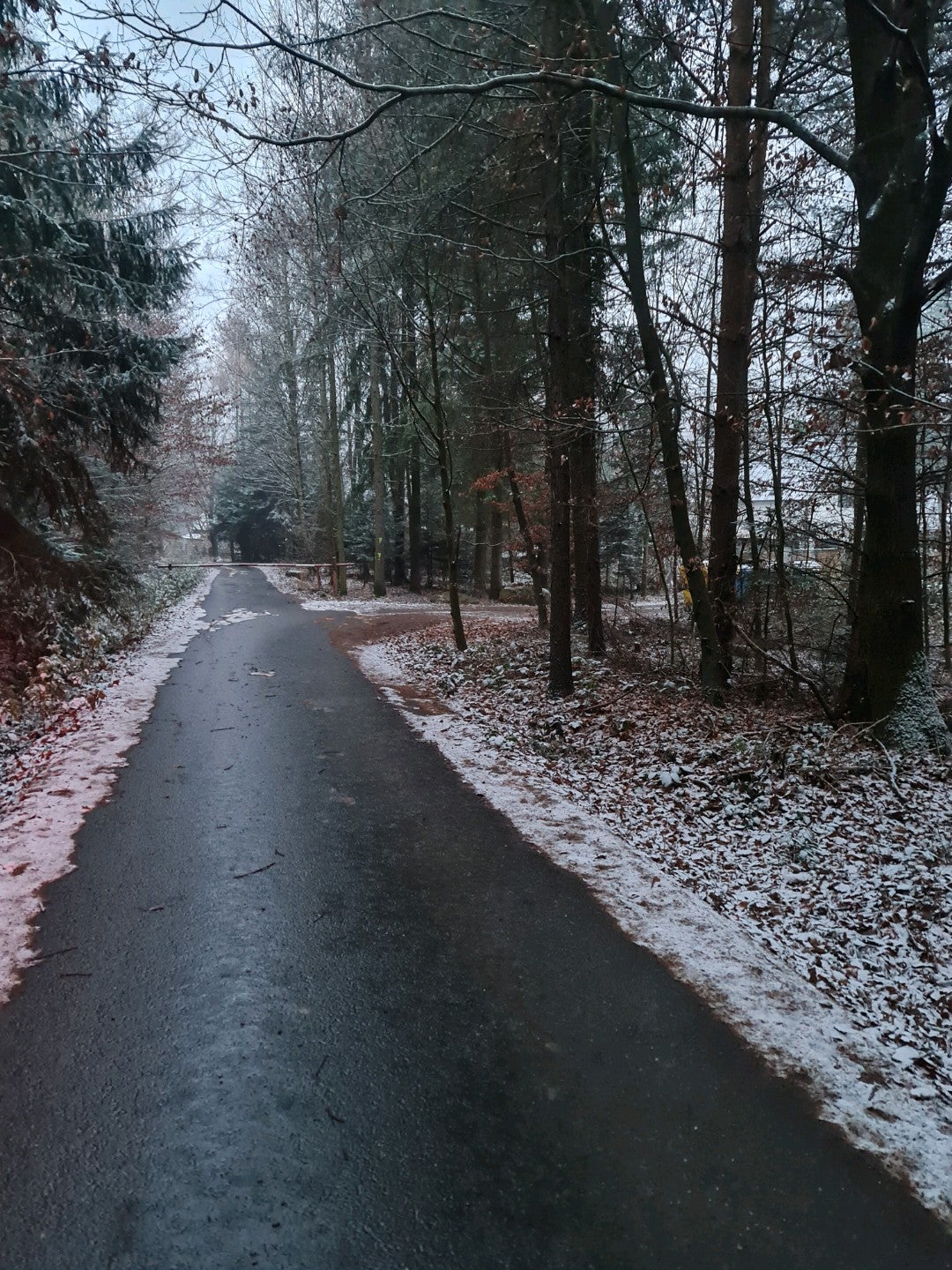 forest