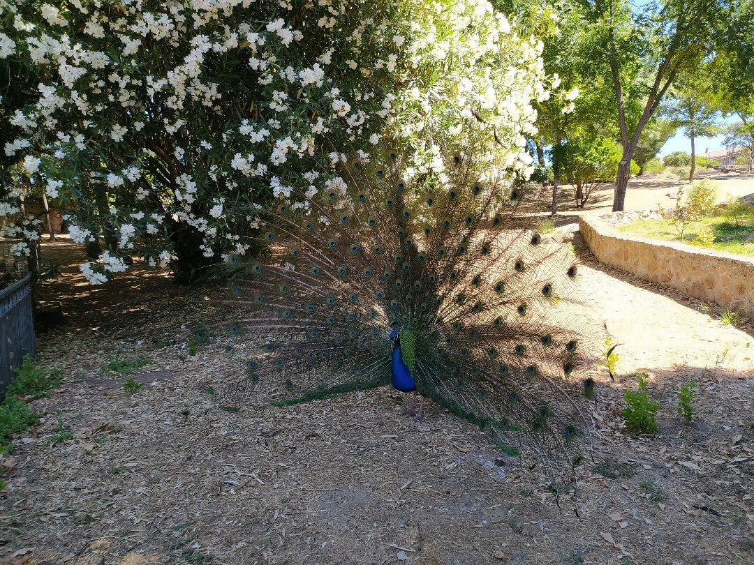 park
