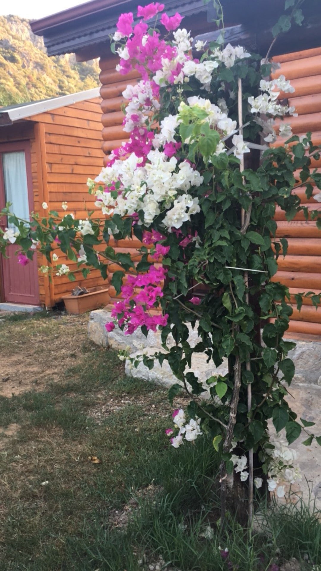 bed-breakfast