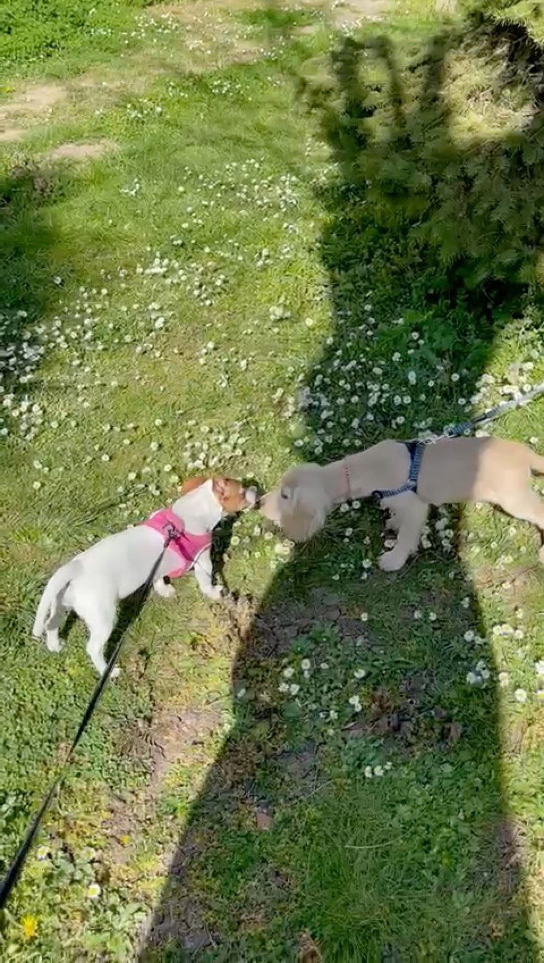 dog-run