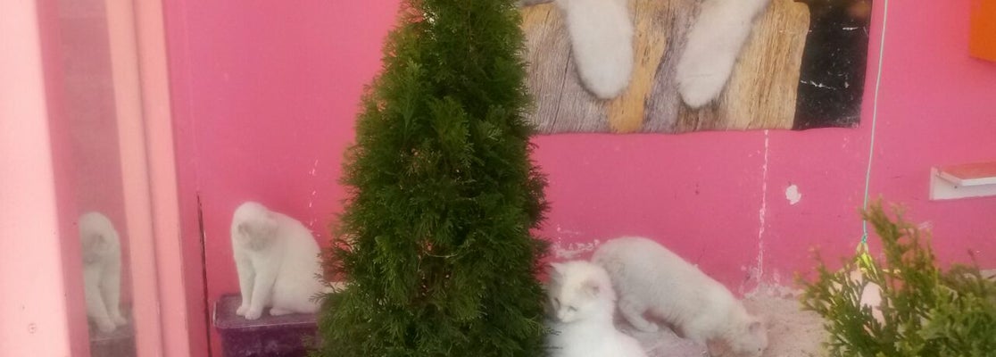 Van Kedi Evi 3552 ziyaretçidan 34 tavsiye