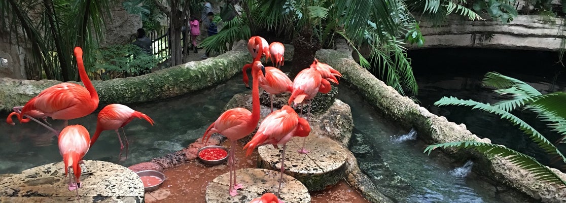 Dallas World Aquarium - 117800751 Sa7ivRahHrtRK6yb W6X5nfZWlylyNTX1aAz6cPxTL4