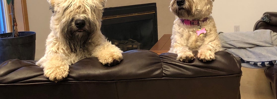 Grateful Dogs LLC Grooming And Daycamp - 1010 Homann Dr SE Ste A