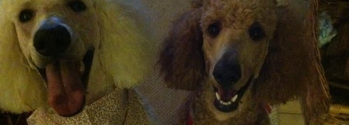 Pet-Agree Professional Pet Grooming LLC - Pet Service