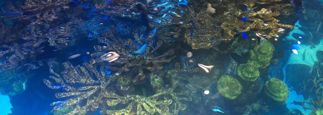 New England Aquarium - 1686706 J0er6JfgsnjFBMwa2OHPMb96sijOSfYQvnJ2gFkTPfc