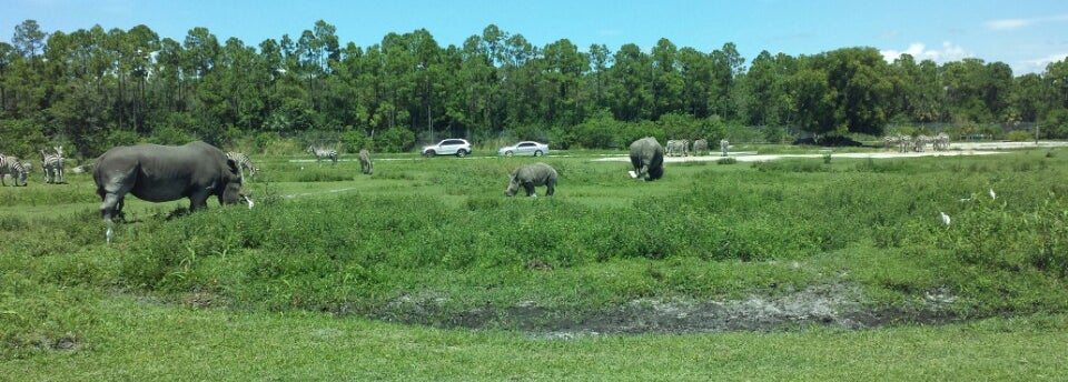 lion country safari loxahatchee fl lion country safari loxahatchee fl