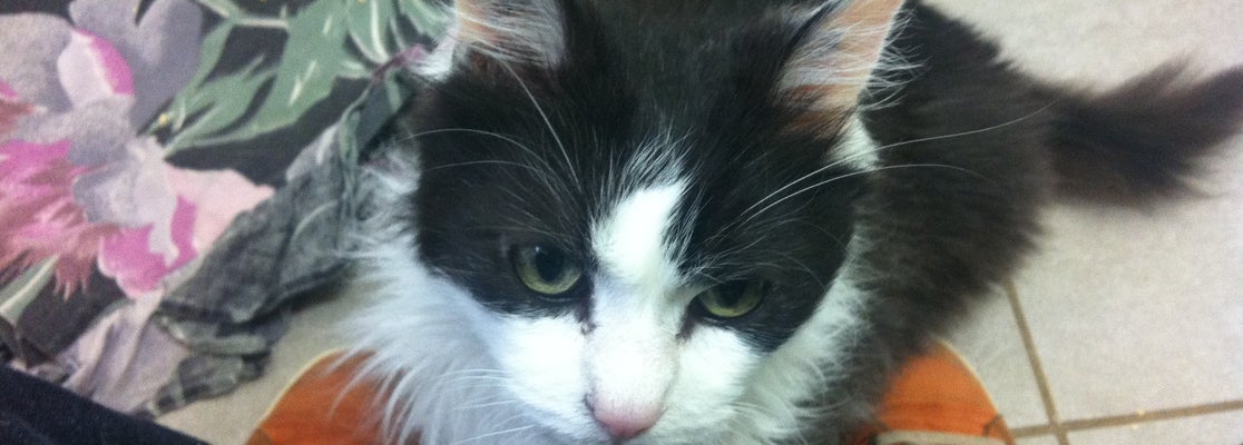 BerthaBruch Tierheim Saarbrücken�de Hayvan Barınağı