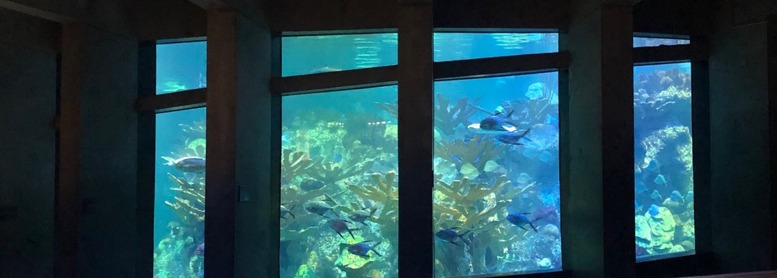 New England Aquarium - 28701854 Zv2gfJ1xVTQxFKVsKGDkU9ZOVhaoXwc8Kr 56H1X  K