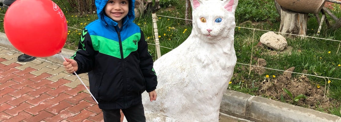 Van Kedi Evi 3552 ziyaretçidan 34 tavsiye