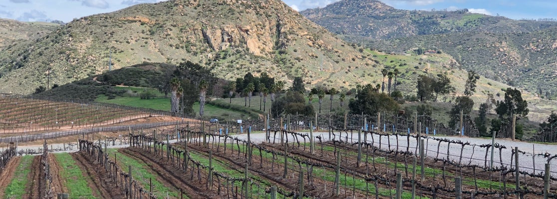 Orfila Vineyards and Winery - 24 tips from 1675 visitors