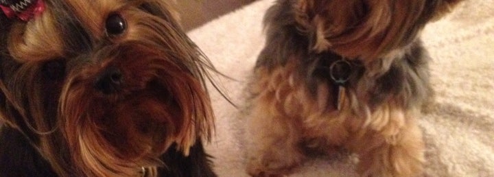 download bow wow dog groomers download bow wow dog groomers