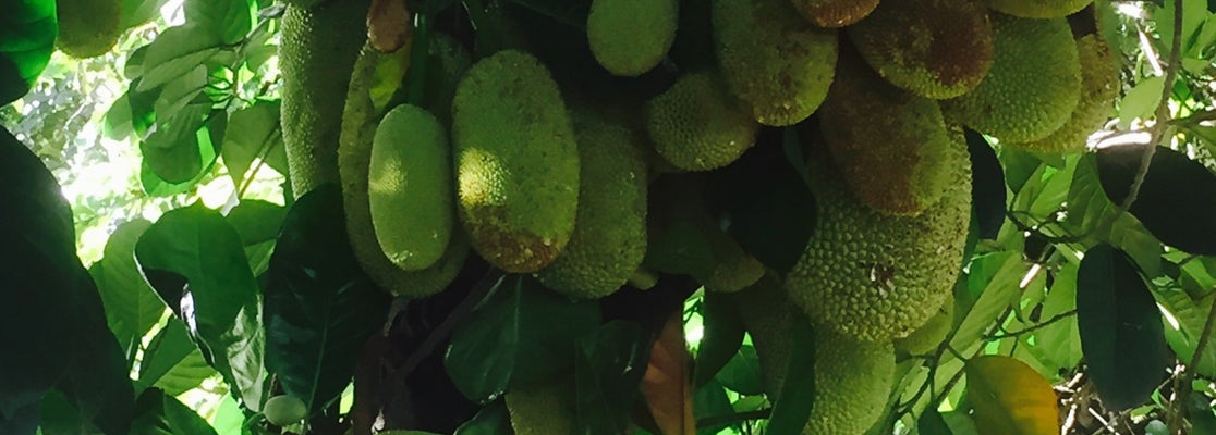 Taman Indraloka - Cipayung - Jakarta, Jakarta