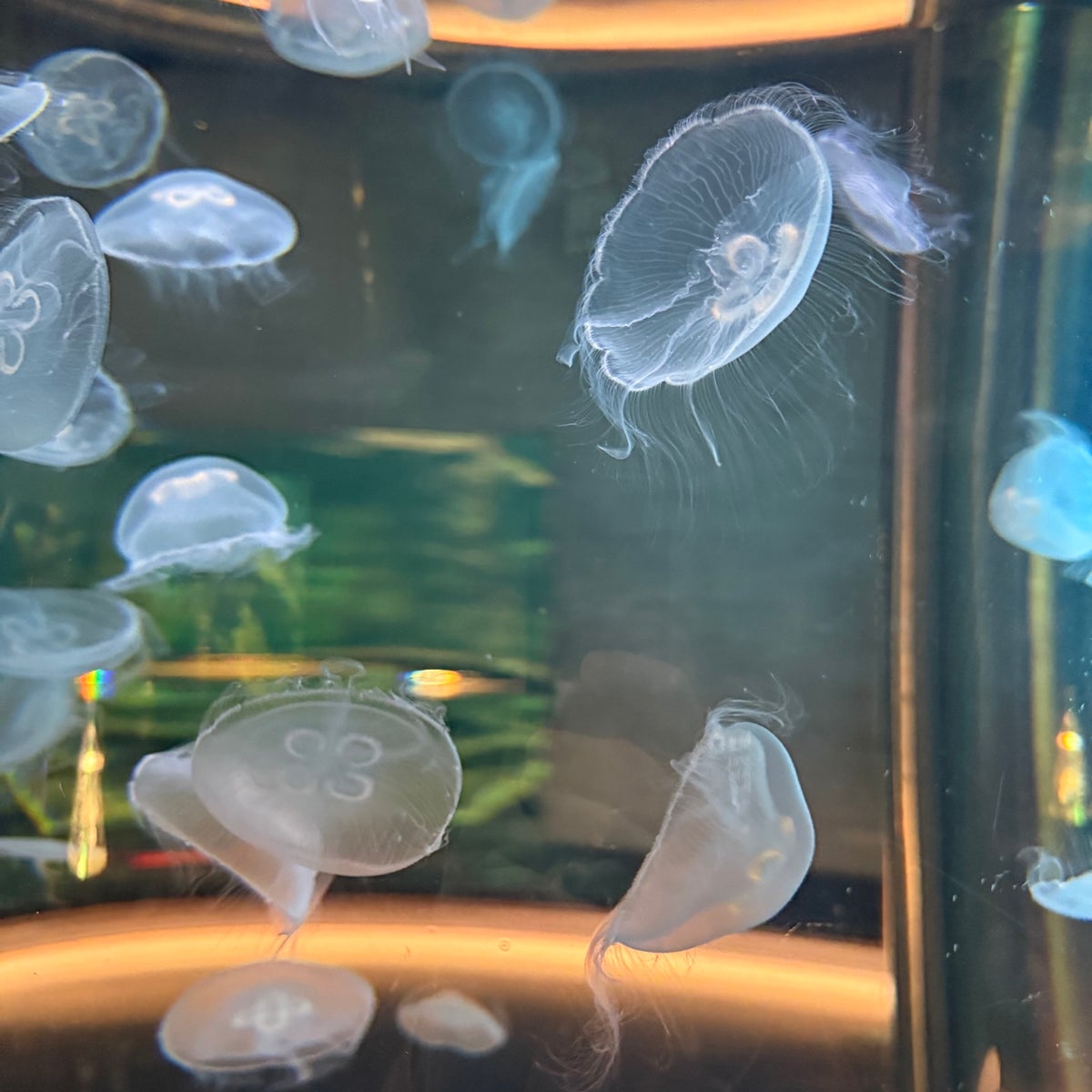 Die Skansen Aquarium Eintrittskarte – Bild 8