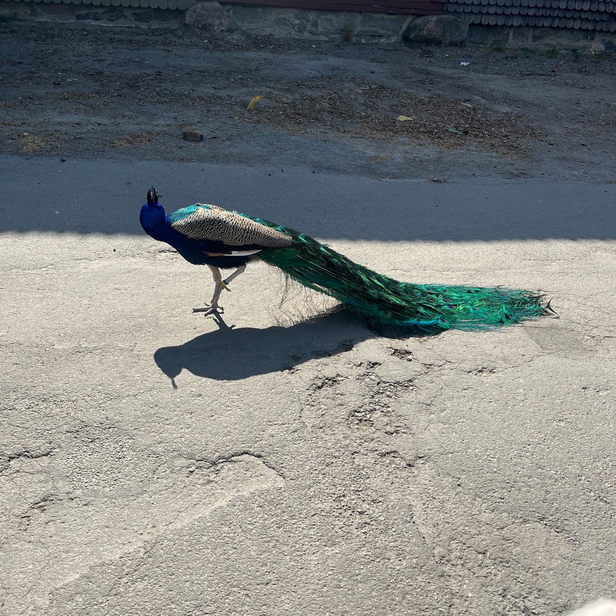Die Skansen Aquarium Eintrittskarte – Bild 1