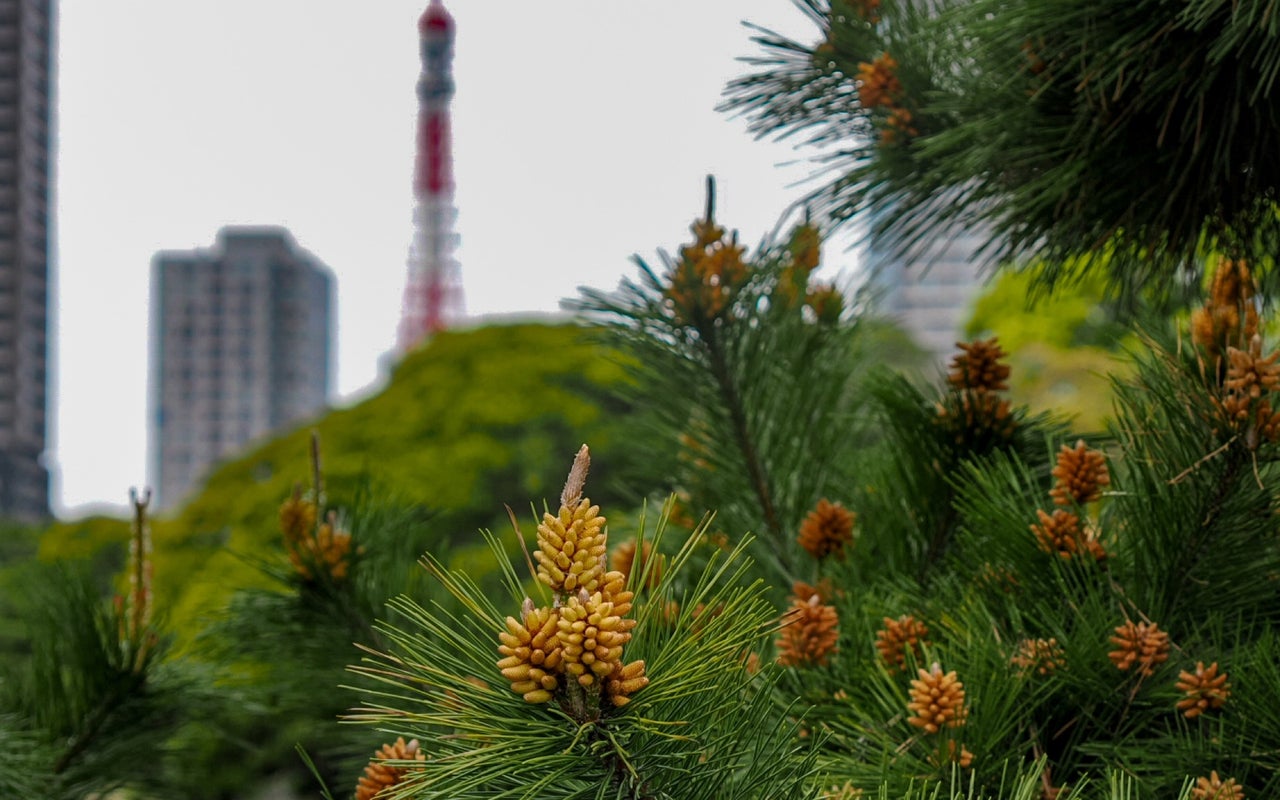 Hamarikyu Gardens (浜離宮恩賜庭園)