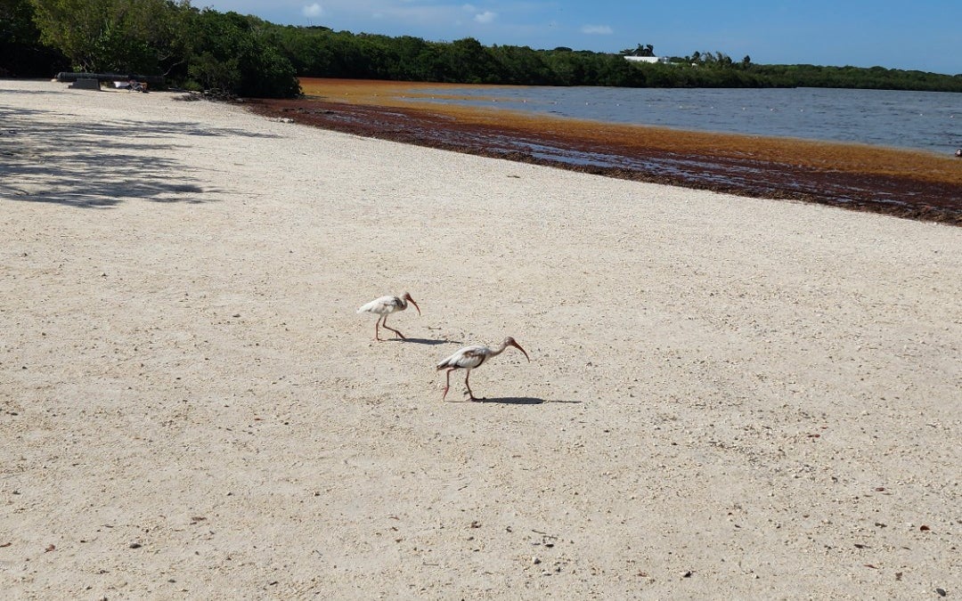 John Pennekamp Coral Reef State Park