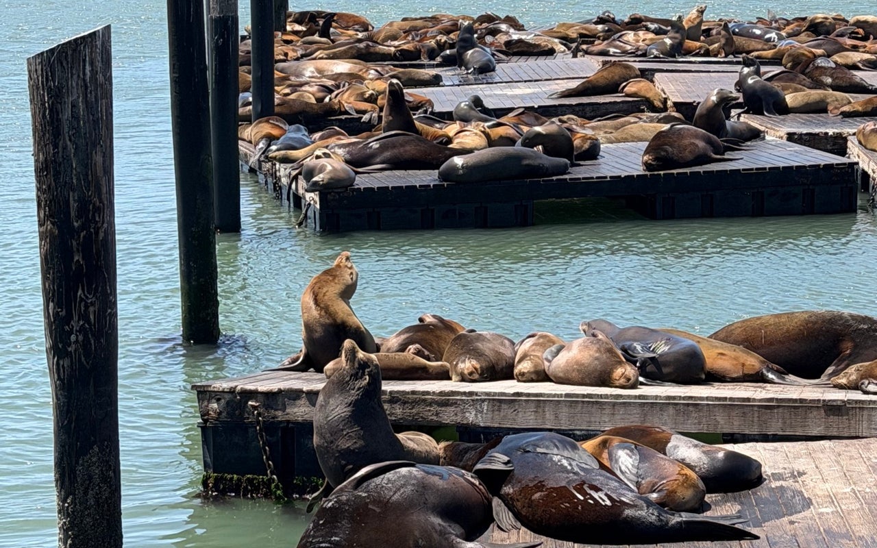 Pier 39