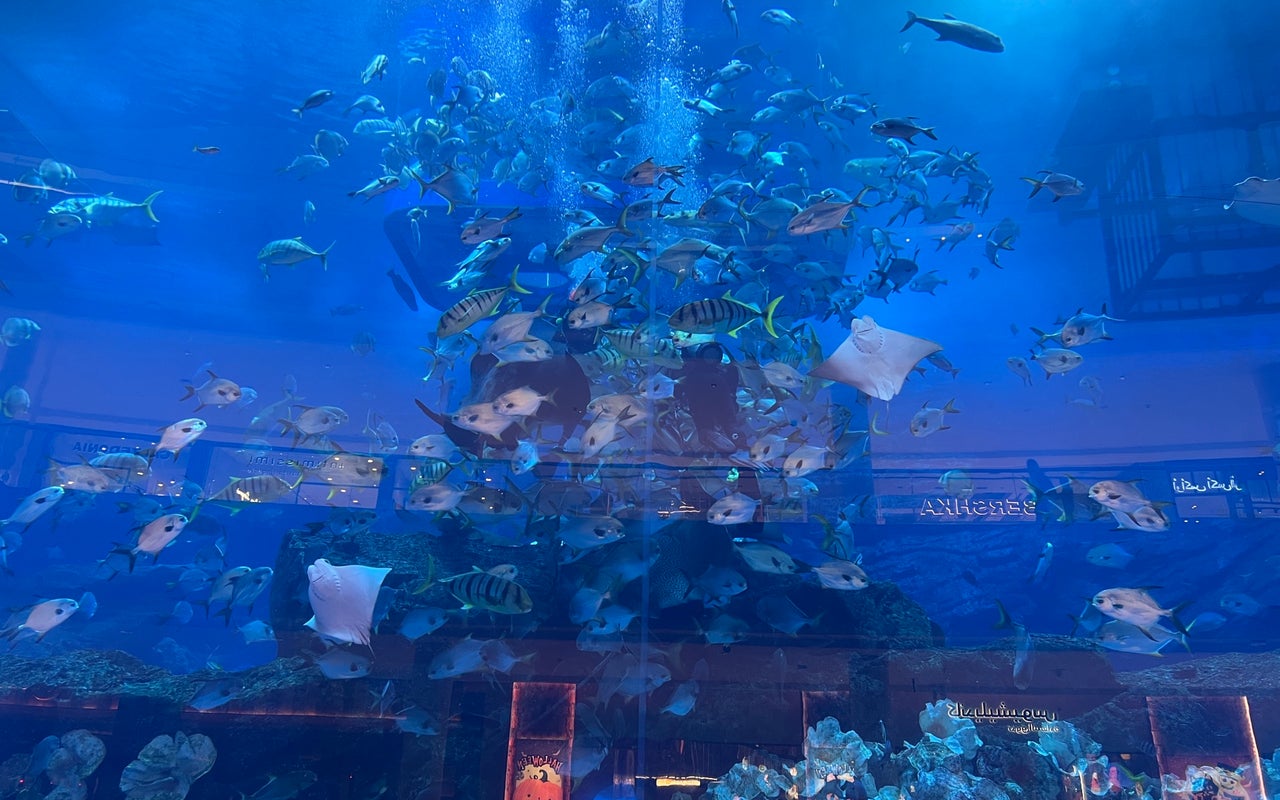 Dubai Aquarium (حوض دبي للأسماك)