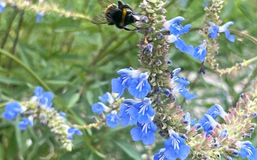 Jardin des Plantes