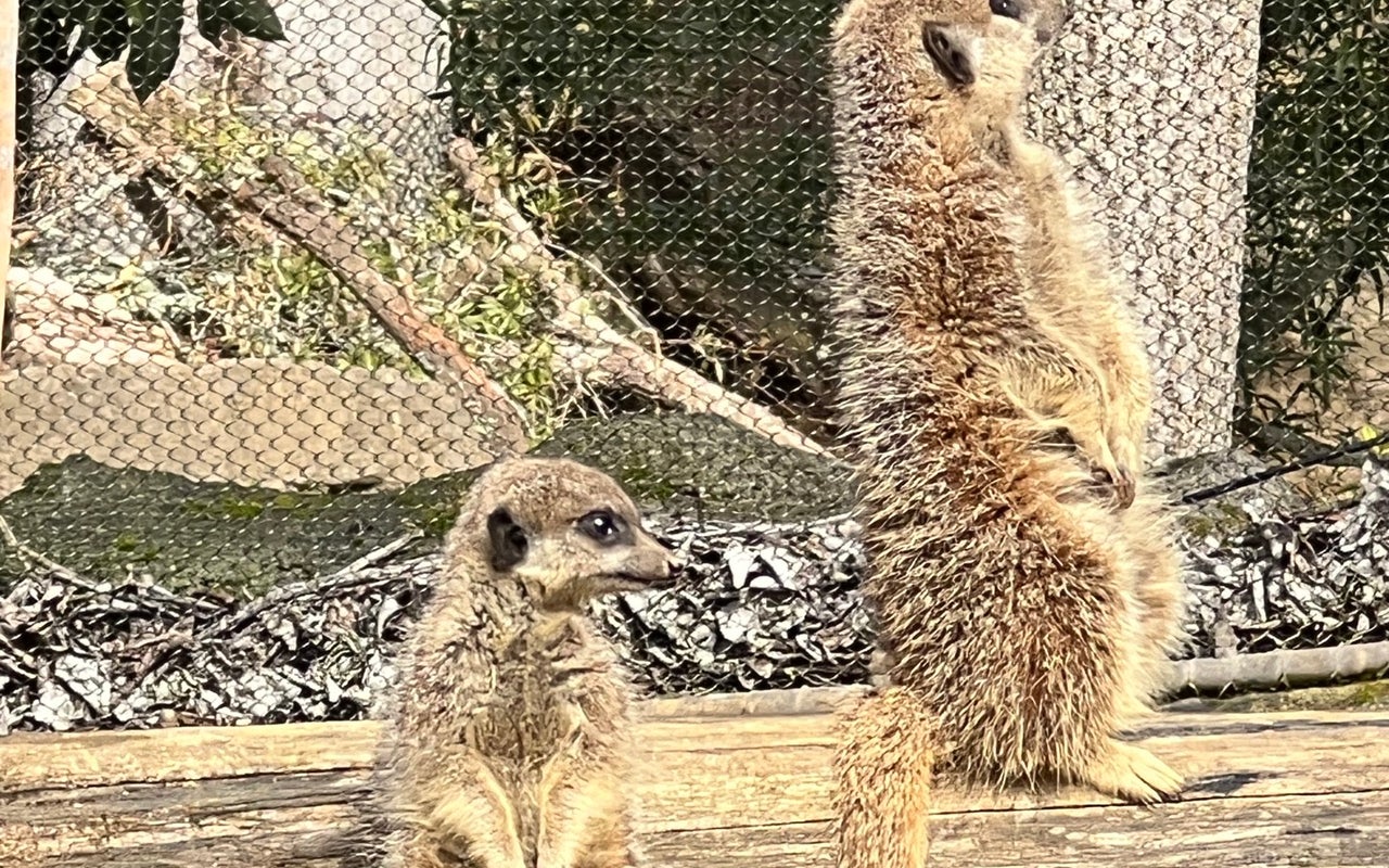 Auckland Zoo