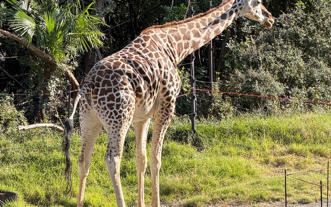 Tennoji Zoo (天王寺動物園)