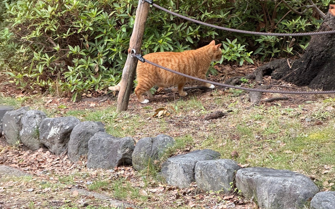 Maruyama Park (円山公園)