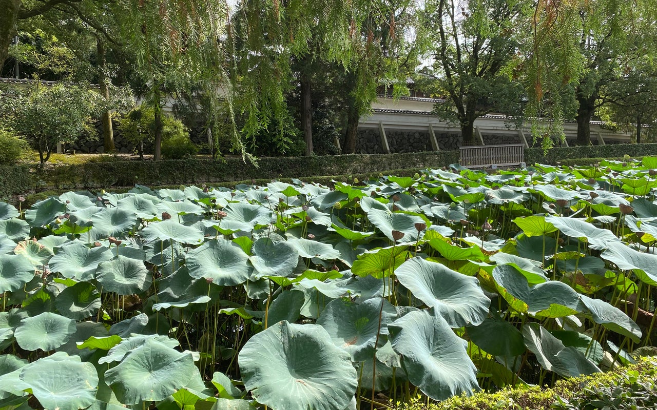 Tofuku-ji (東福寺)