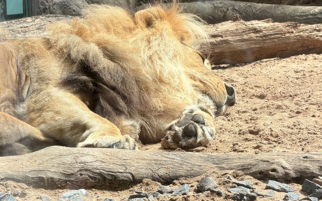 Loro Parque