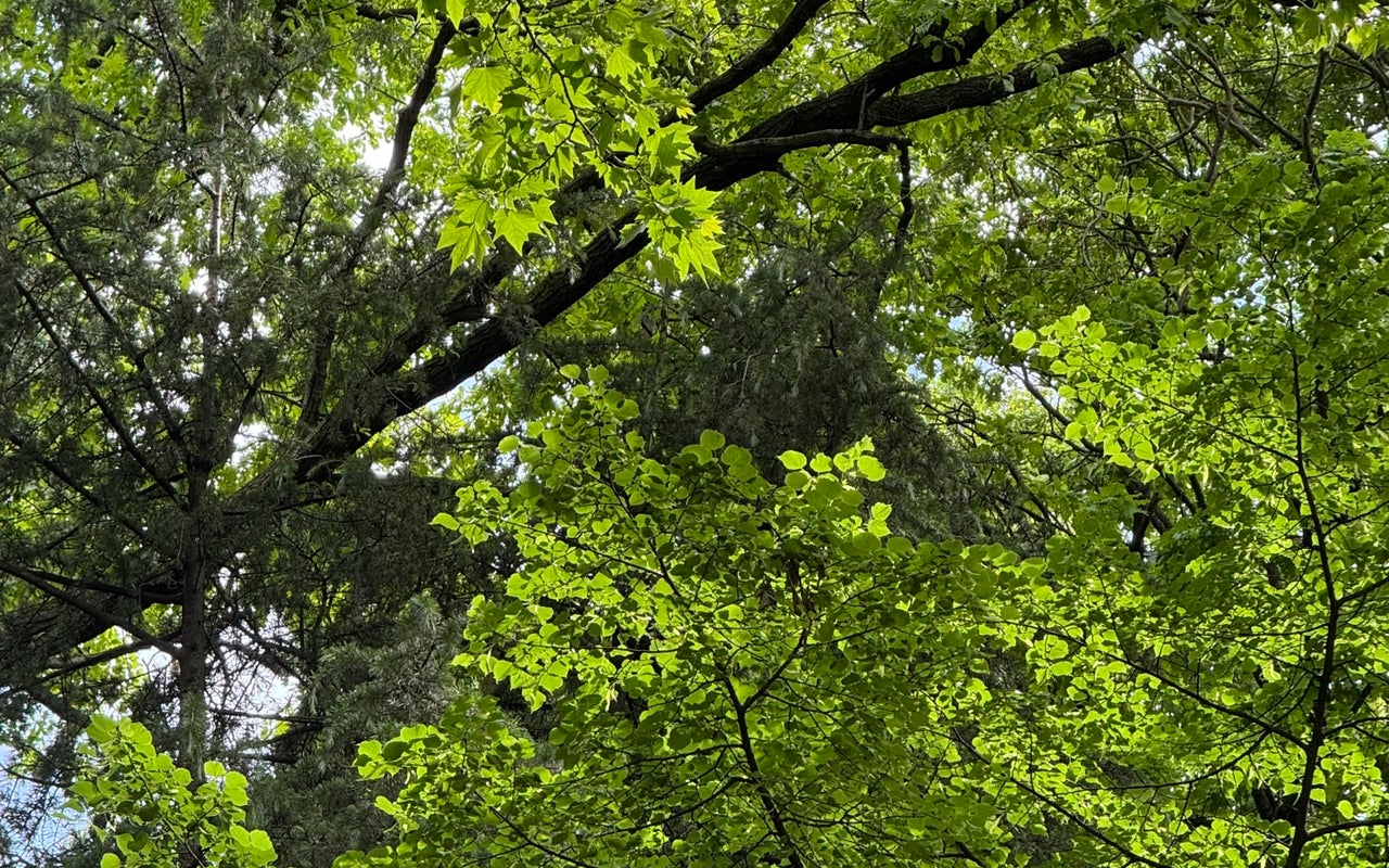 Vake Park (ვაკის პარკი)