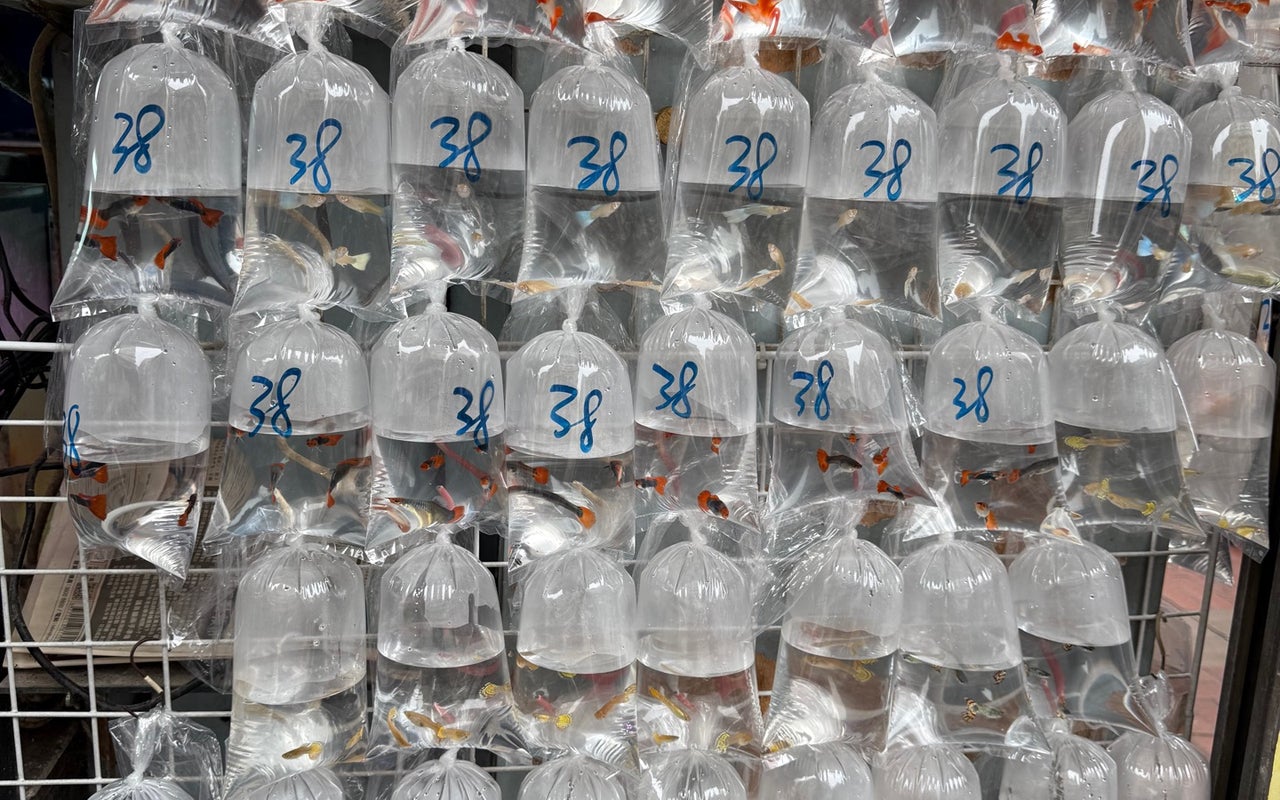 Tung Choi Street (通菜街)