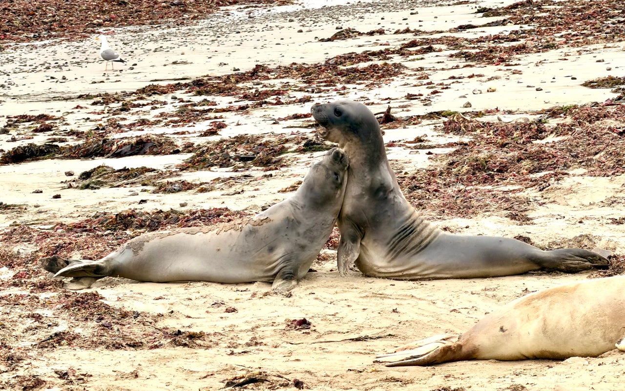 Año Nuevo State Park