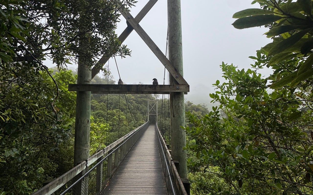 Suspension Bridge at Zealandia