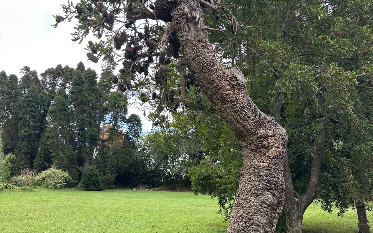 Palheiro Gardens (Jardins do Palheiro)